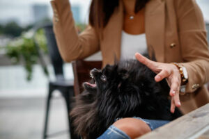 Angry black Pomeranian dog sitting in woman's lap, showing teeth and barking as a warning