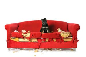 Image of a young female German Shepherd puppy sitting on a red couch that she has just destroyed. Couch foam, filling and red fabric are laying all around. The couch is not repairable. The puppy is making eye contact with the camera and appears innocent about what she has done.