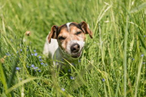 little Jack Russell Terrier dog is eating grass in a meadow. Dog in a spring meadow