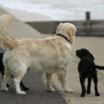 Large dog with two small friends on a seaside promenade.