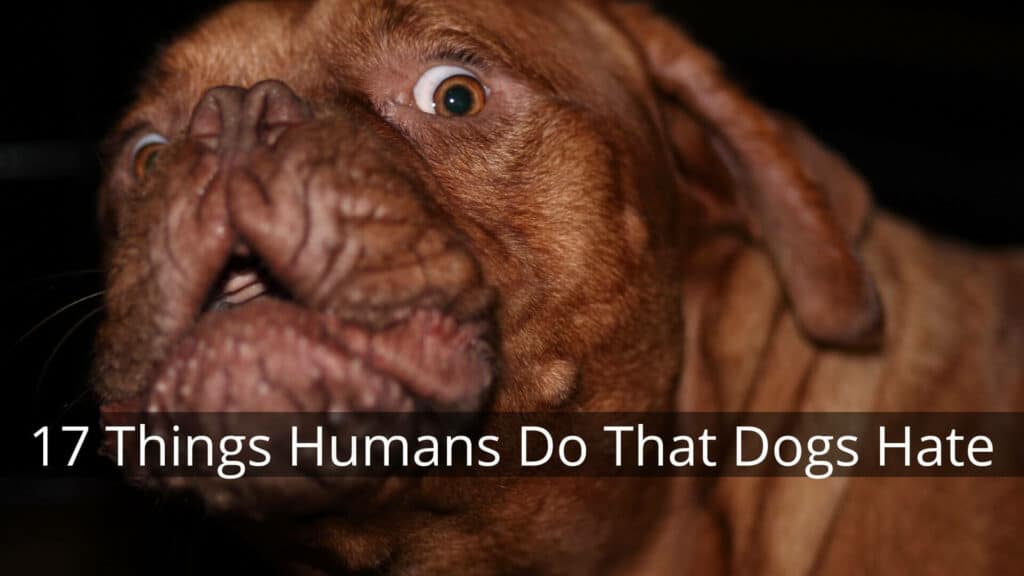 17 Things Humans Do That Dogs Hate