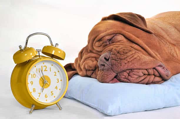 Time to Wake-Up? Big French Mastiff head laying on a pillow next to an alarm clock