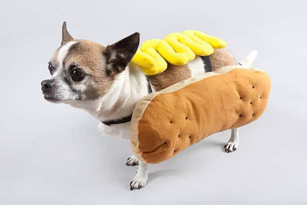 Dog dressed as a Hot Dog for Halloween