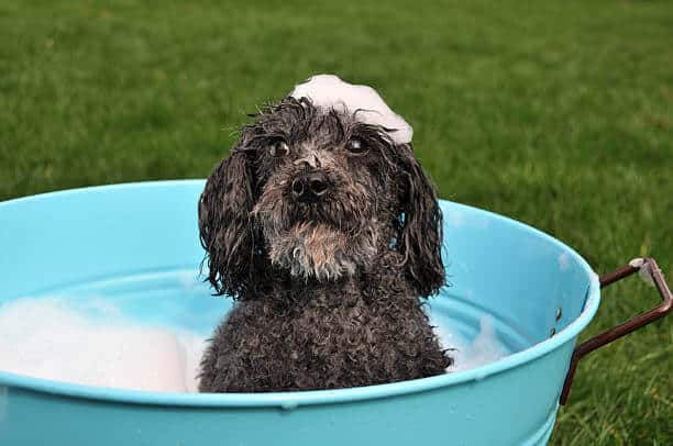 Toy poodle in bubble bath in the backyard.