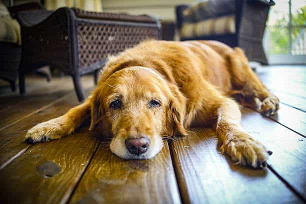 An old Golden Retriever laying on some wooden floorboards