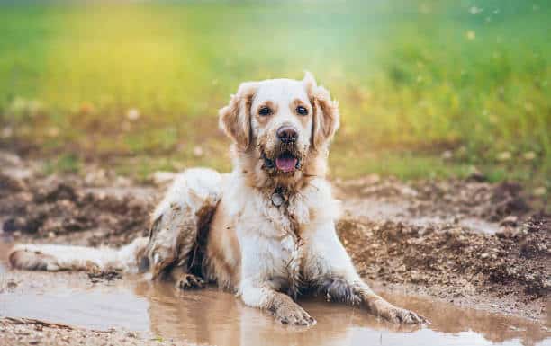 Golden retriever dog in a muddy puddle
