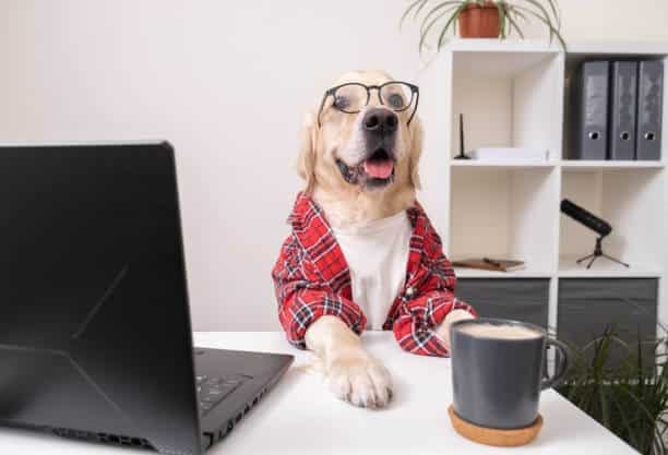 Working with animals is a cute funny dog in a shirt and glasses is working at a laptop. At the table sits a golden retriever dressed as a programmer or businessman
