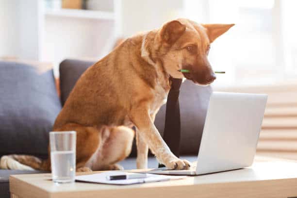 Full length portrait of dog wearing tie siting at desk and using computer.