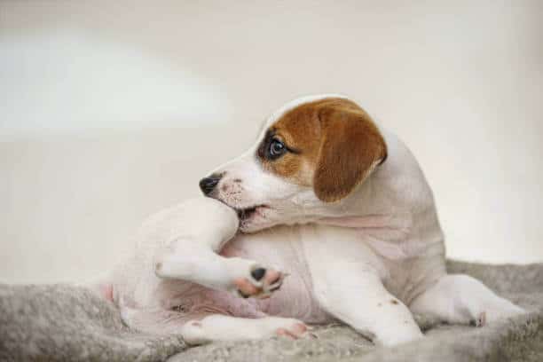 A puppy Jack Russel biting himself because he may have fleas.
