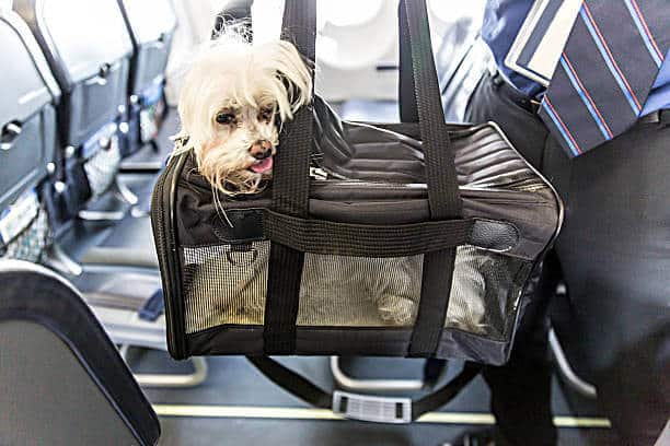 Small dog is sticking his head out of a pet carrier as the boards an airplane.