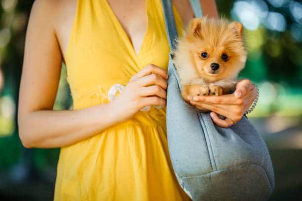 Caucasian woman carry Pomeranian puppy dog in purse while walking in public park.