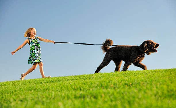 Smiling Young girl (6 years old) holding onto a dog leash as her brown poodle dog pulls her along on a walk over a lush green hill for exercise on location with blue sky in the background