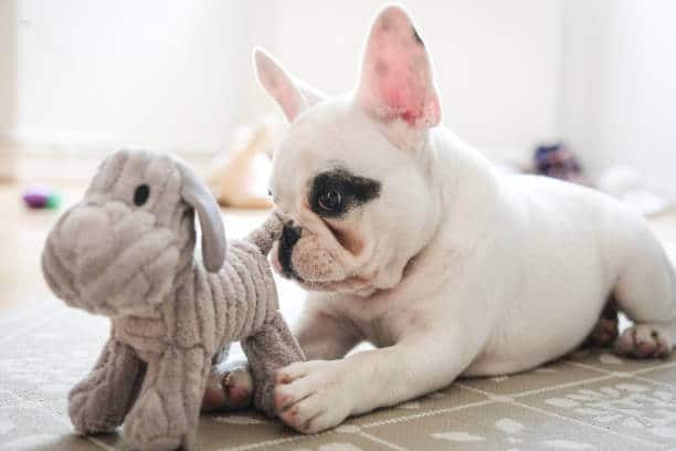 French Bulldog puppy playing with her dog toy in the living room