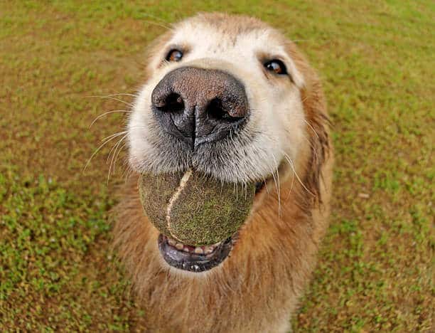 Golden Retriever with a ball in its mouth (fish eye lens).