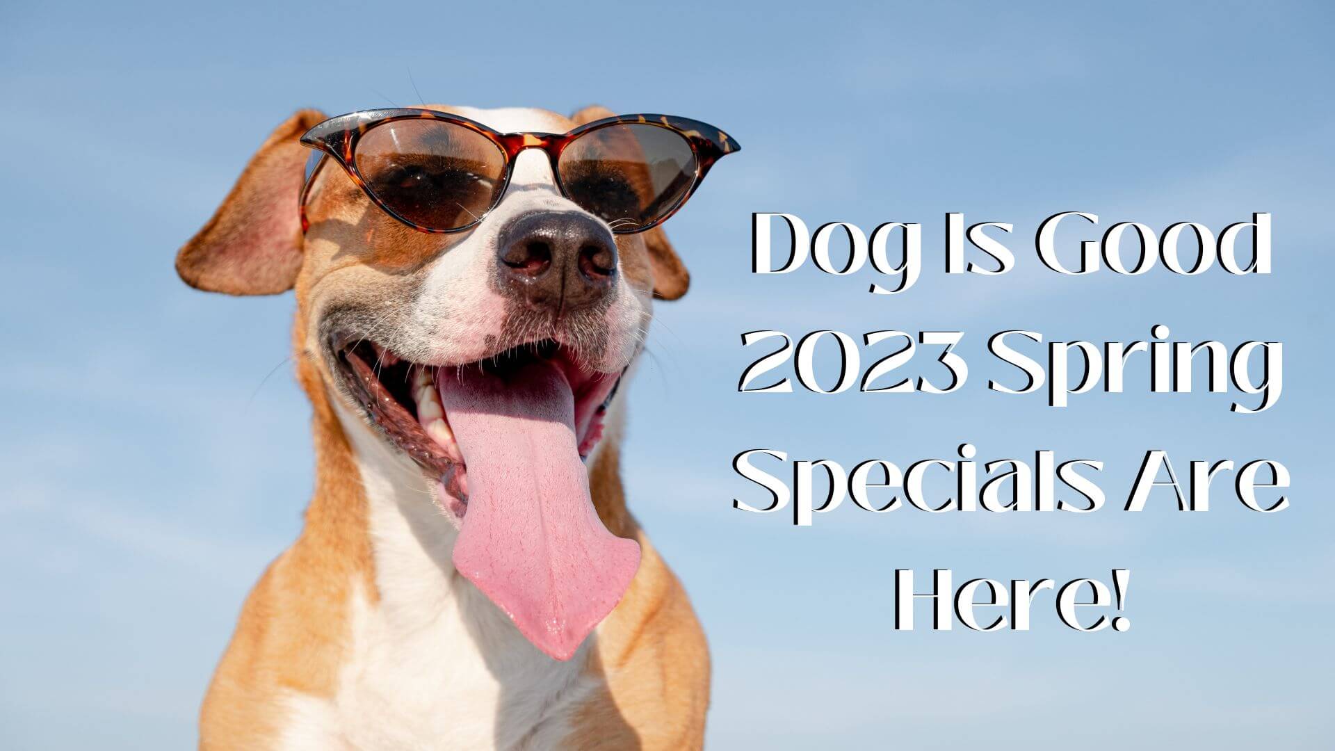 Dog Is Good - 2023 Spring Specials Are Here