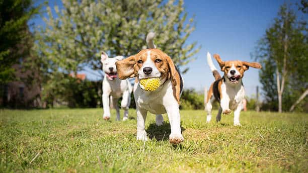 Ensuring Your Pups Playtime With Benebone Safety: Tips & Guidelines