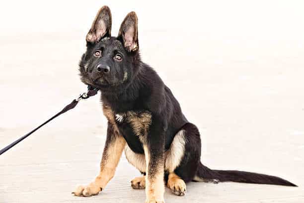 A stubborn German Shepherd puppy pulling back on his leash, while sitting on the ground. Dog is mostly black in color, with some brown on his legs. His ears are up, and he is looking toward the camera. No people in image