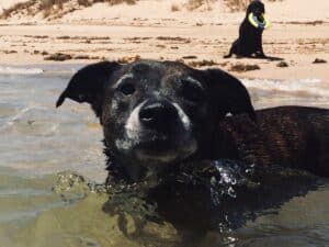 A brown senior dog with grey hairs swimming at the beach