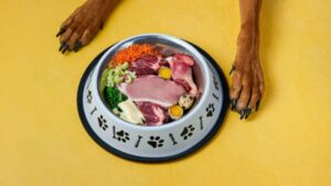 Bowl of natural raw dog food and dog's paws on yellow background. BARF dog diet. Fresh meat, eggs, vegetables
