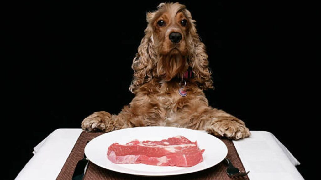 A cocker spaniel sits at a dinner setting with a large steak on a white plate.