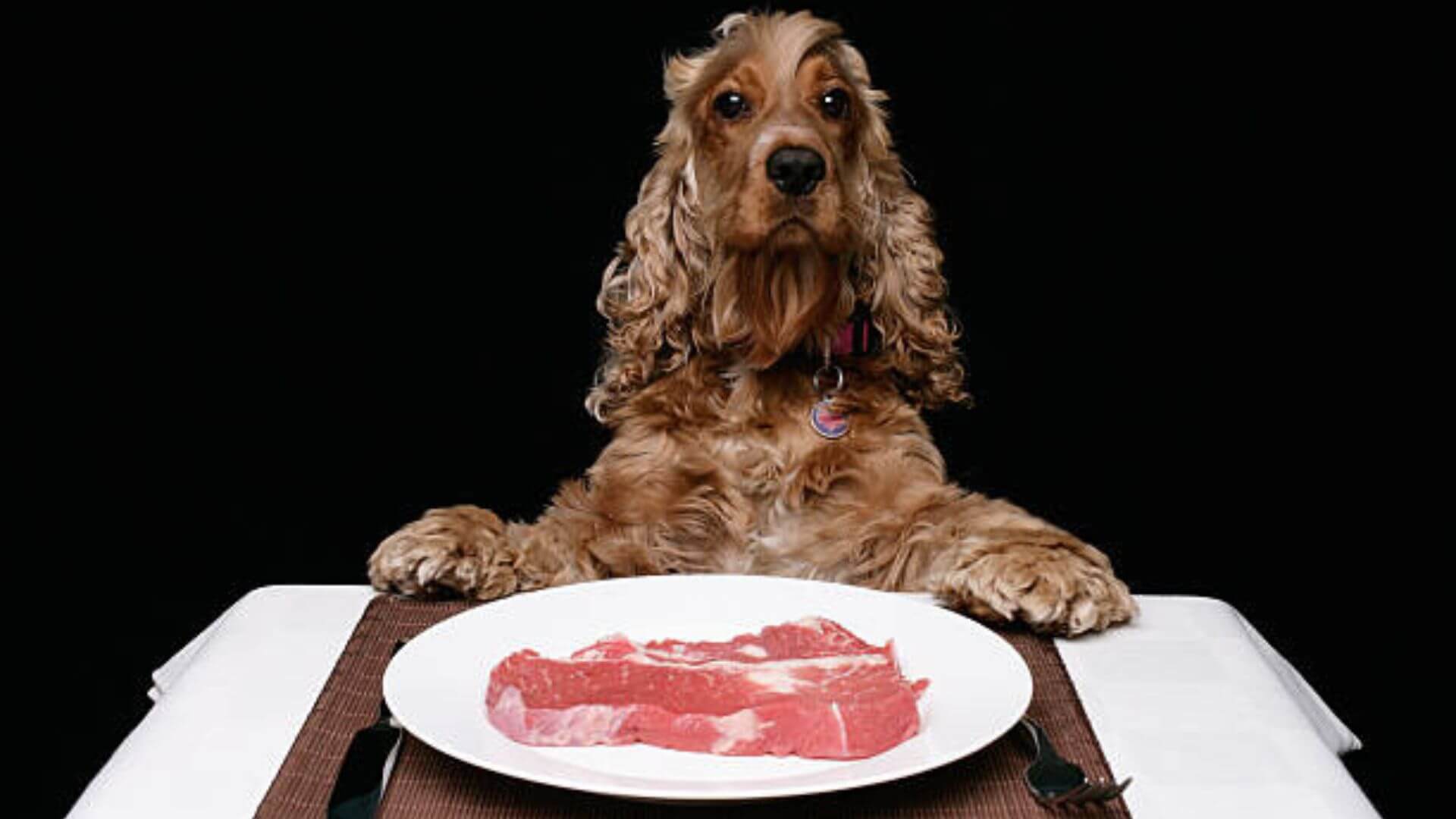 Unleash The Nutritional Power: Discover The Best Premium Dog Food For Your Canine Companion