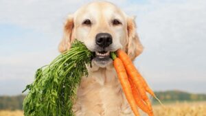 Golden Retriever holding carrots in its mouth - healthy eating