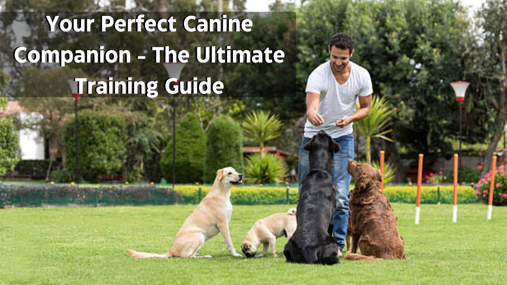 Your Perfect Canine Companion - The Ultimate Training Guide