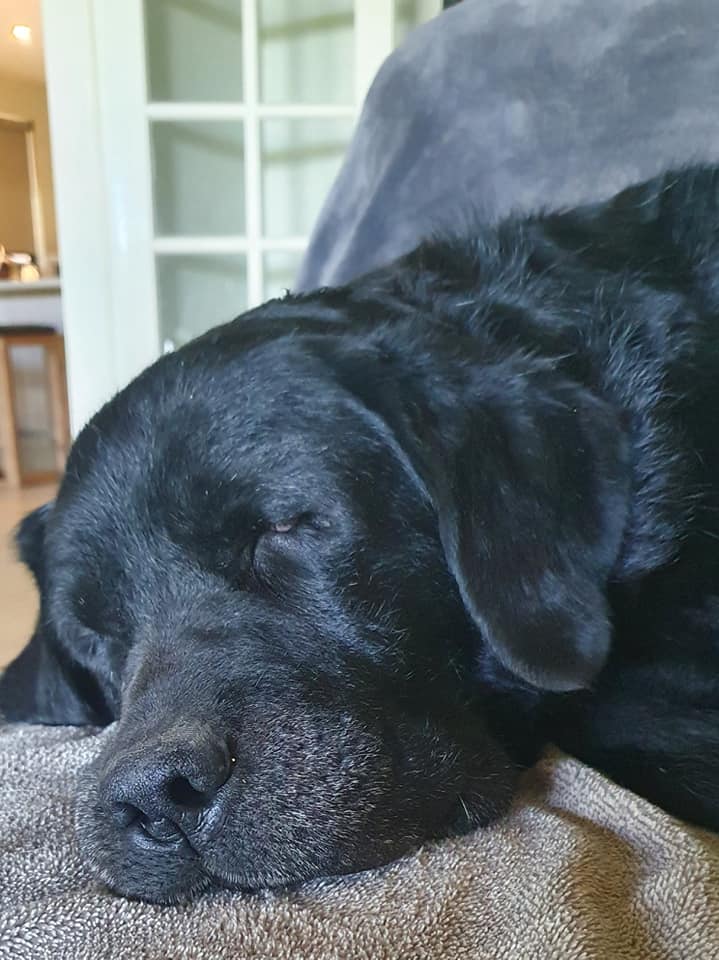Close up of a black labrador sleeping