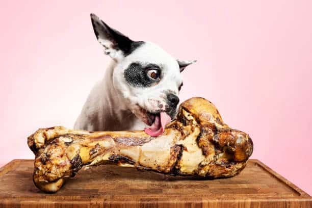 Portrait of a french Bulldog who is pulling a funny face as she licks at the giant bone in front of her. Photographed against a pink background colour