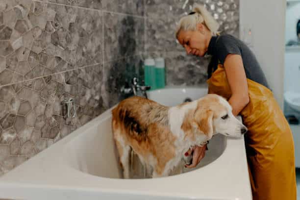 Beautiful mid-adult Caucasian worker taking care of this cute mixed-breed dog, bathing him in bathtub