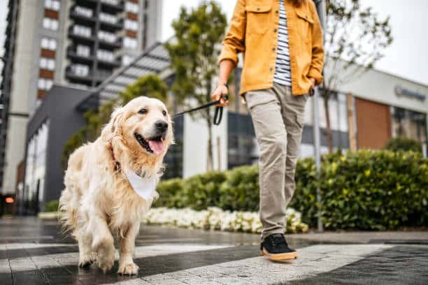 Young handsome dog owner in a city walk with his golden retriever dog. Young man walking his dog with a leash, crossing the street on a zebra crosswalk.
