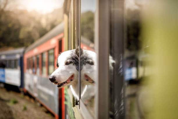 Dog traveling by train looking out of an open window.