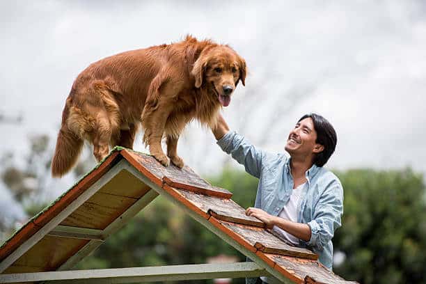 Happy dog outdoors at an obstacle course with his trainer 