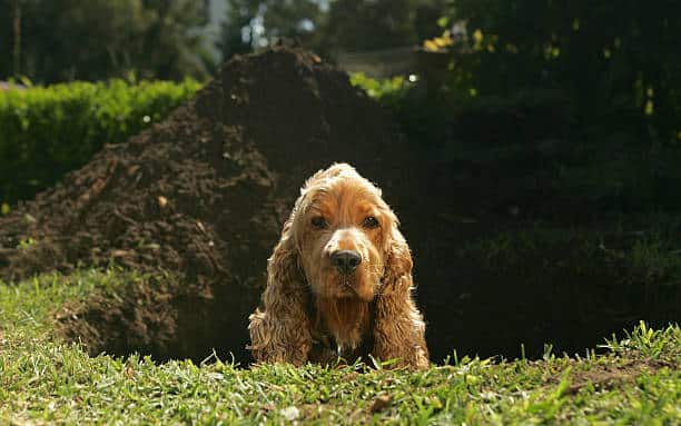 A cocker spaniel looks out of a large hole