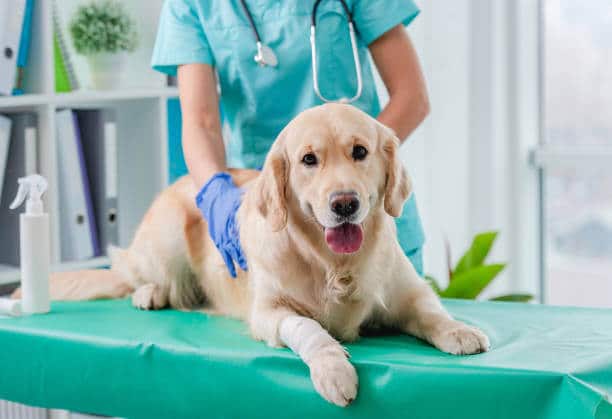 Golden retriever dog ear examination by doctor during appointment in veterinary clinic