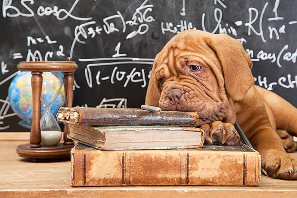Unleash The Pawsome Knowledge - 22 Dog Lover Questions Answered!