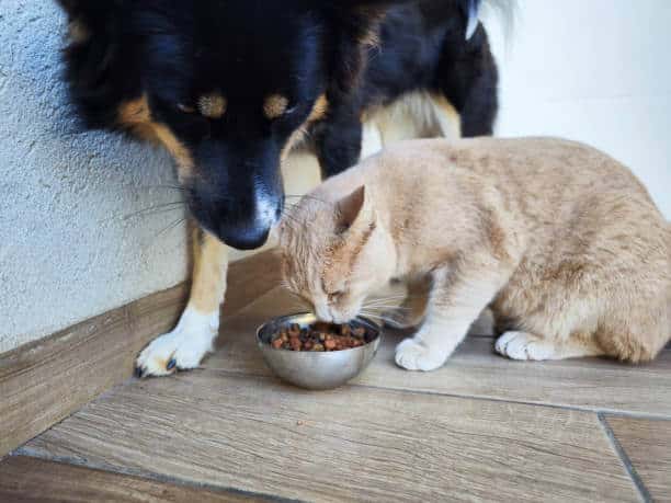 Cat and dog sitting next to a food bowl, placed on the porch floor, and eating.