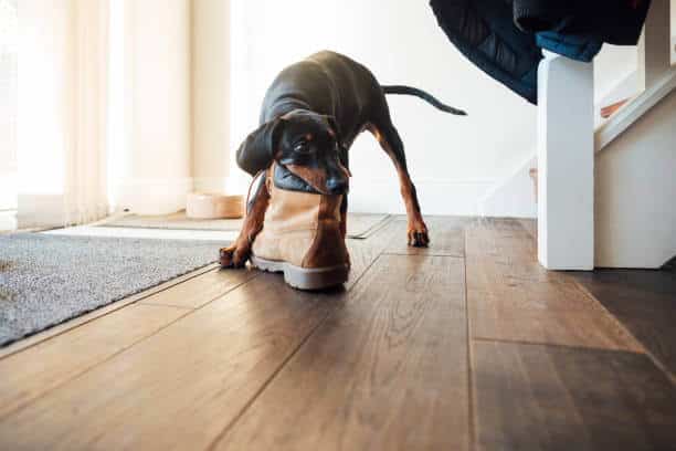 Doberman puppy playing with a shoe at his home 