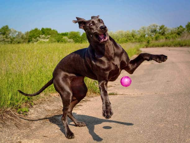 A silly and goofy blue colored great Dane puppy plays with her bouncy pink ball outside