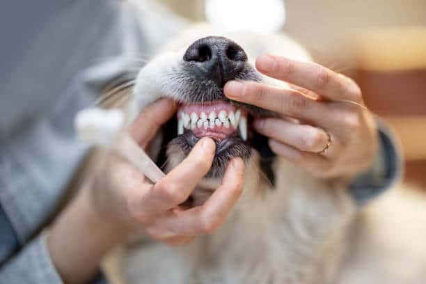 Opening a dogs mouth ready to brush teeth.