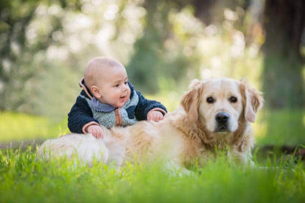 A golden retriever laying down on the grass with a cute baby cuddling it.