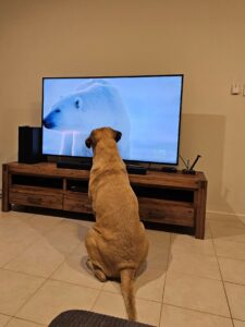 A big dog watching a polar bear on TV