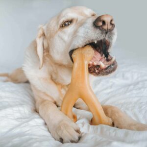 Close up shot of a white labrador chewing on one of the Benebone dog chew toys.