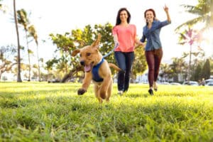 Two Women with their Labrador puppy running during a beautiful day at the park.