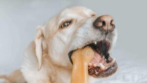 Close up of a white labrador chewing on a bone.