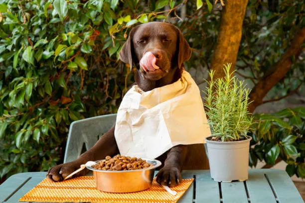 Labrador at the table sitting like a person with the bowl of dog snack treats, humor photo
