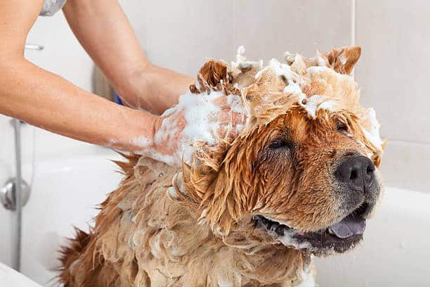 Bubble Bath a lovely dog chow chow with soap on his head.