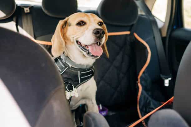 beagle dog traveling inside a car sitting on a dog seat cover.