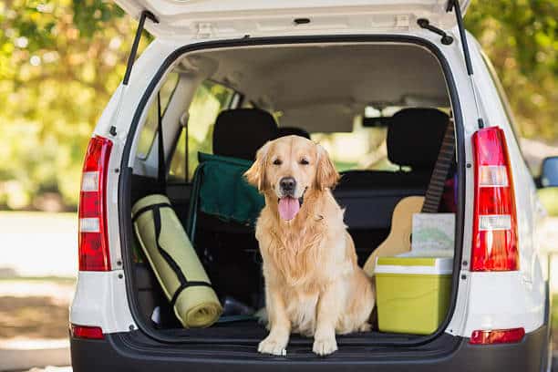 A Golden Retriever sitting in the back of an SUV waiting to go camping.
