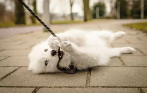 Small, fluffy, young white Samoyed puppy lays on the ground looking at the camera and biting her leash